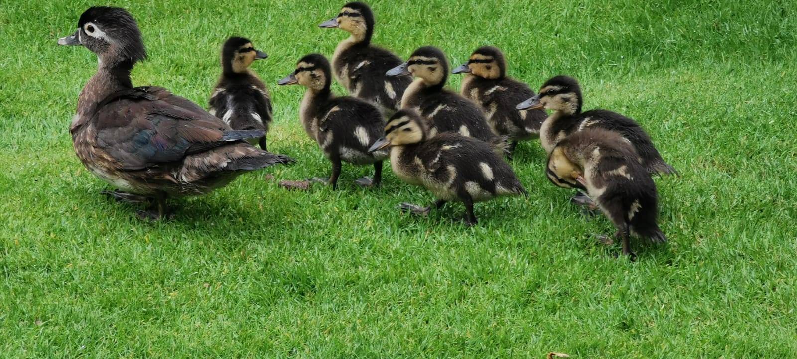 Vögel aus aller Welt: Zu Besuch in Dortmunder Vogelauffangstation
