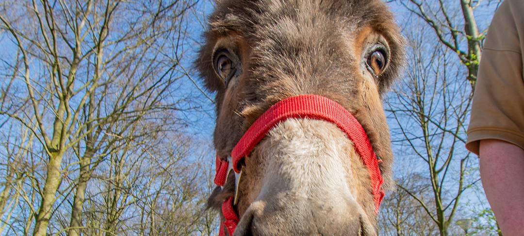 Tier der Woche: Esel Henkie aus dem Dortmunder Zoo