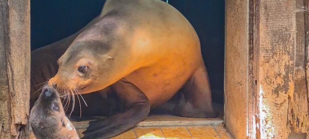 Nachwuchs im Dortmunder Zoo