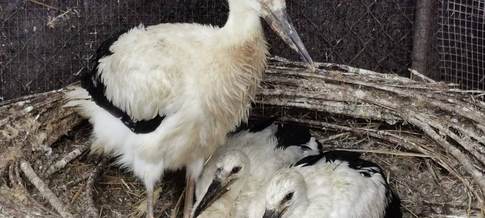 Vogelgrippe in Dortmund