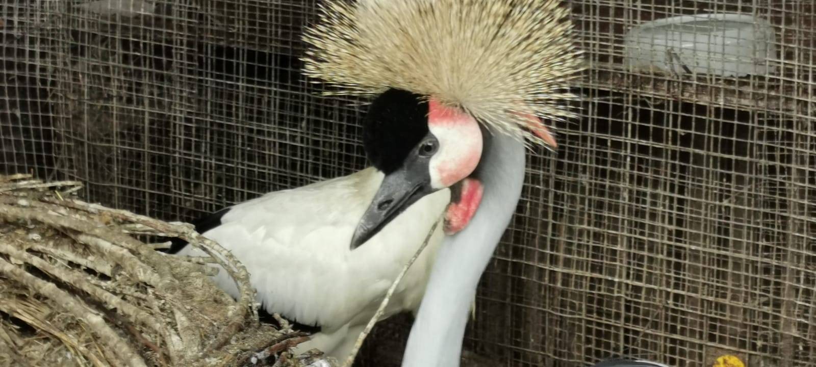 Vögel aus aller Welt: Zu Besuch in Dortmunder Vogelauffangstation