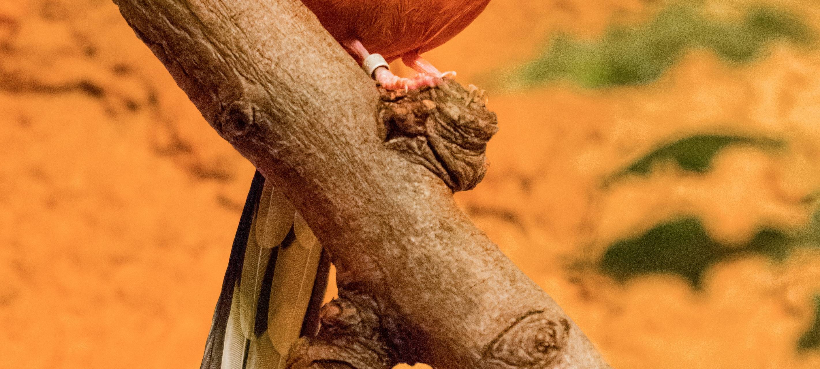 Tier der Woche: Schamadrossel aus dem Dortmunder Zoo