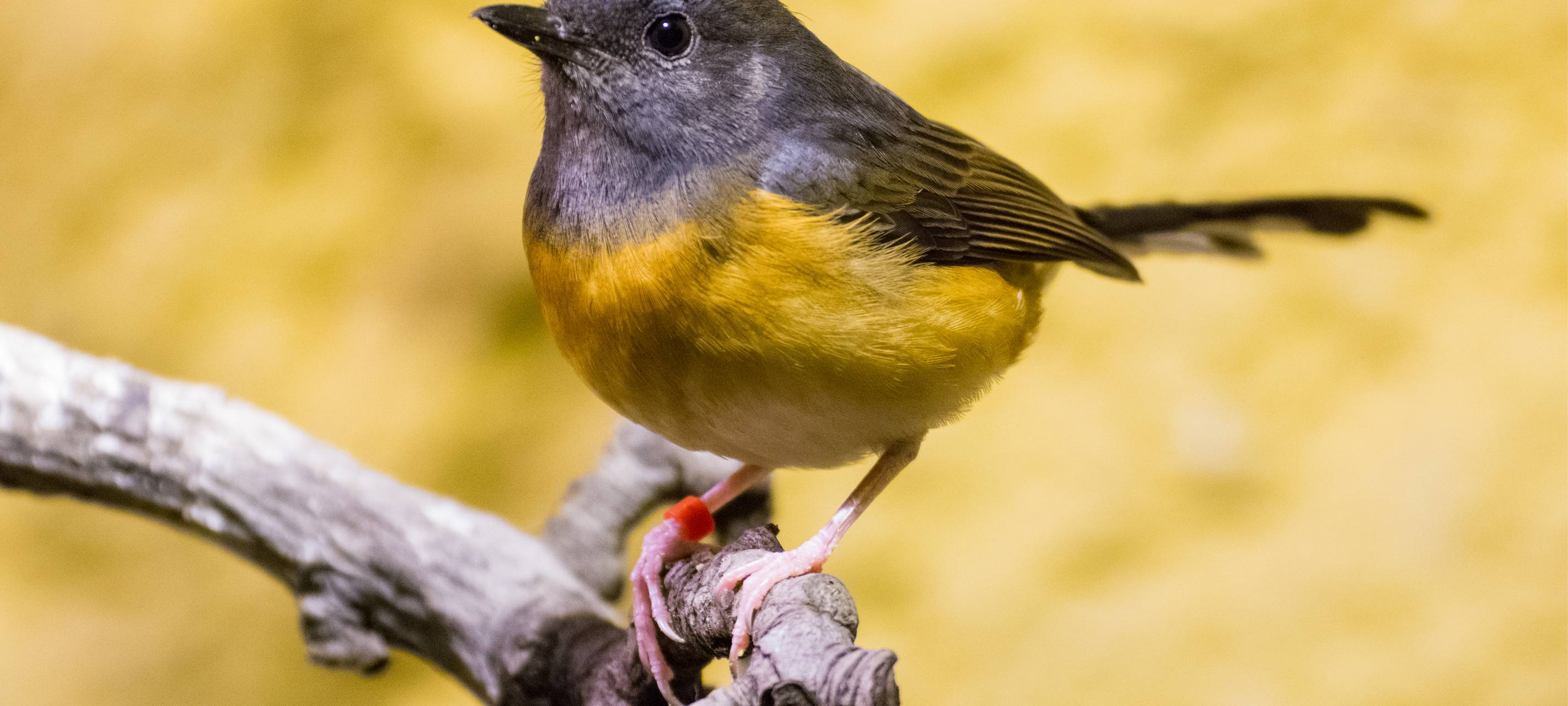 Tier der Woche: Schamadrossel aus dem Dortmunder Zoo
