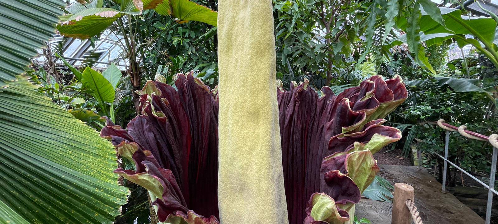 Botanischer Garten in Dortmund: Titanenwurz "David" blüht wieder