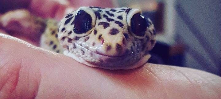 Tier der Woche: Leopard-Gecko aus dem Dortmunder Zoo