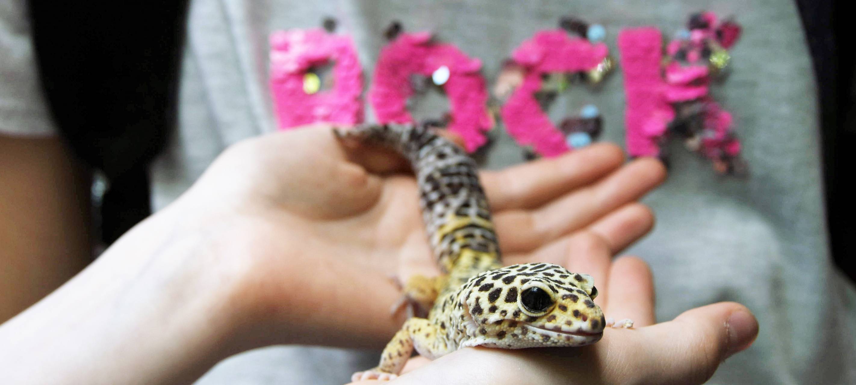 Tier der Woche: Leopard-Gecko aus dem Dortmunder Zoo