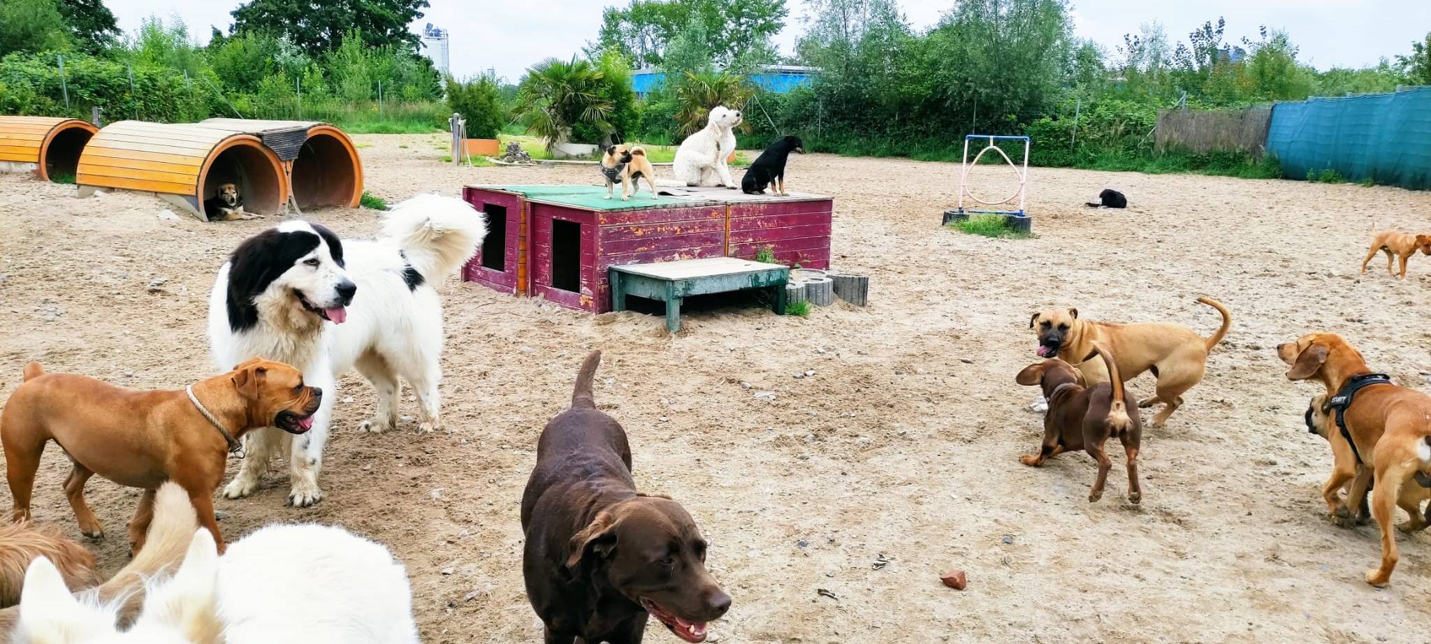 Zu Besuch in einer Dortmunder Hundetagesstätte