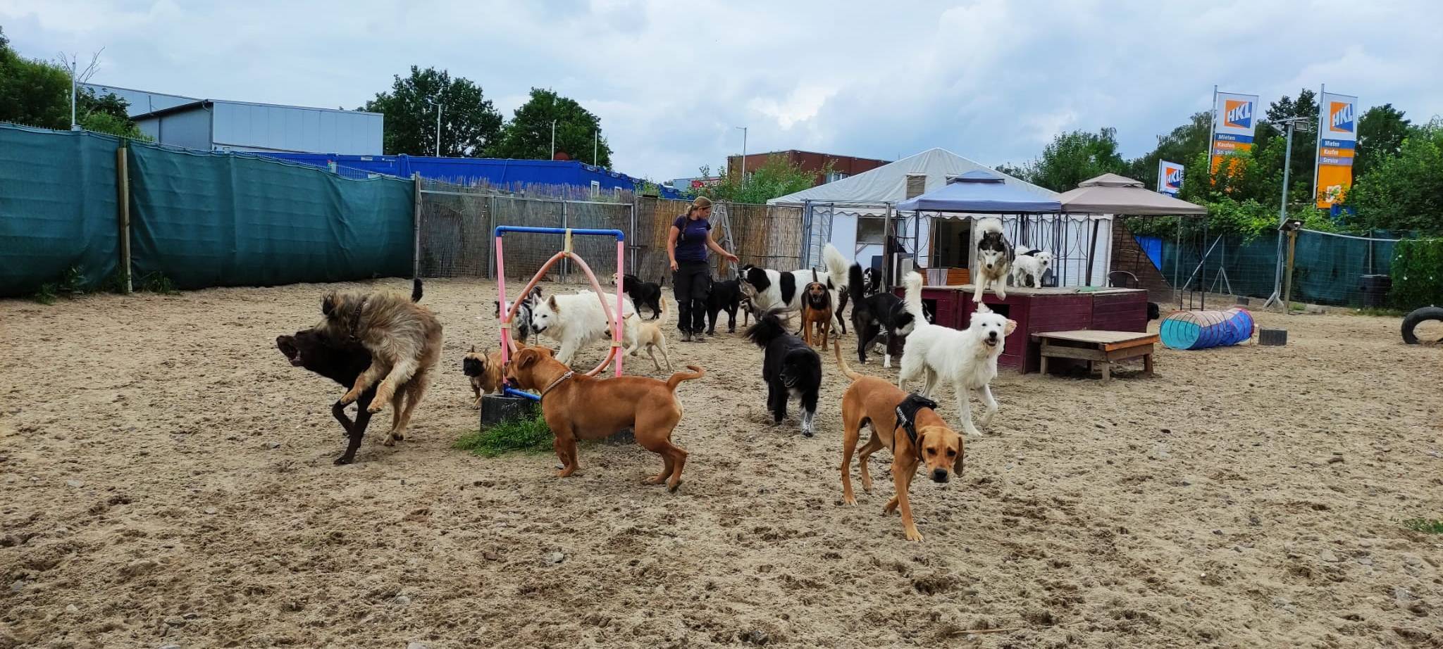 Zu Besuch in einer Dortmunder Hundetagesstätte