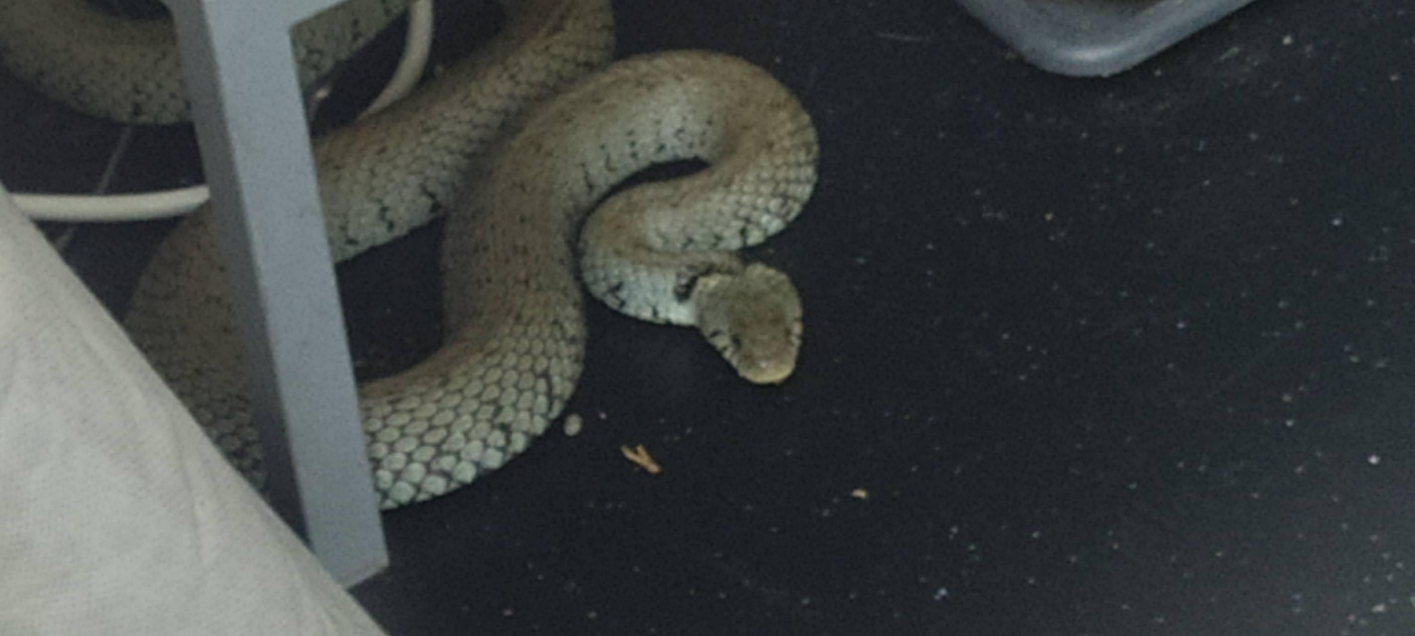 Dortmund-Schwieringhausen: Ringelnatter gefunden