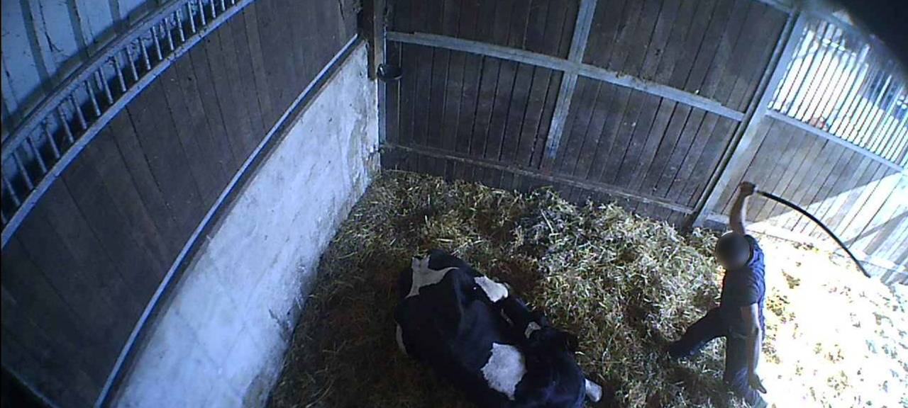 Vorwurf der Tierquälerei in Tiersammelstelle in Werne