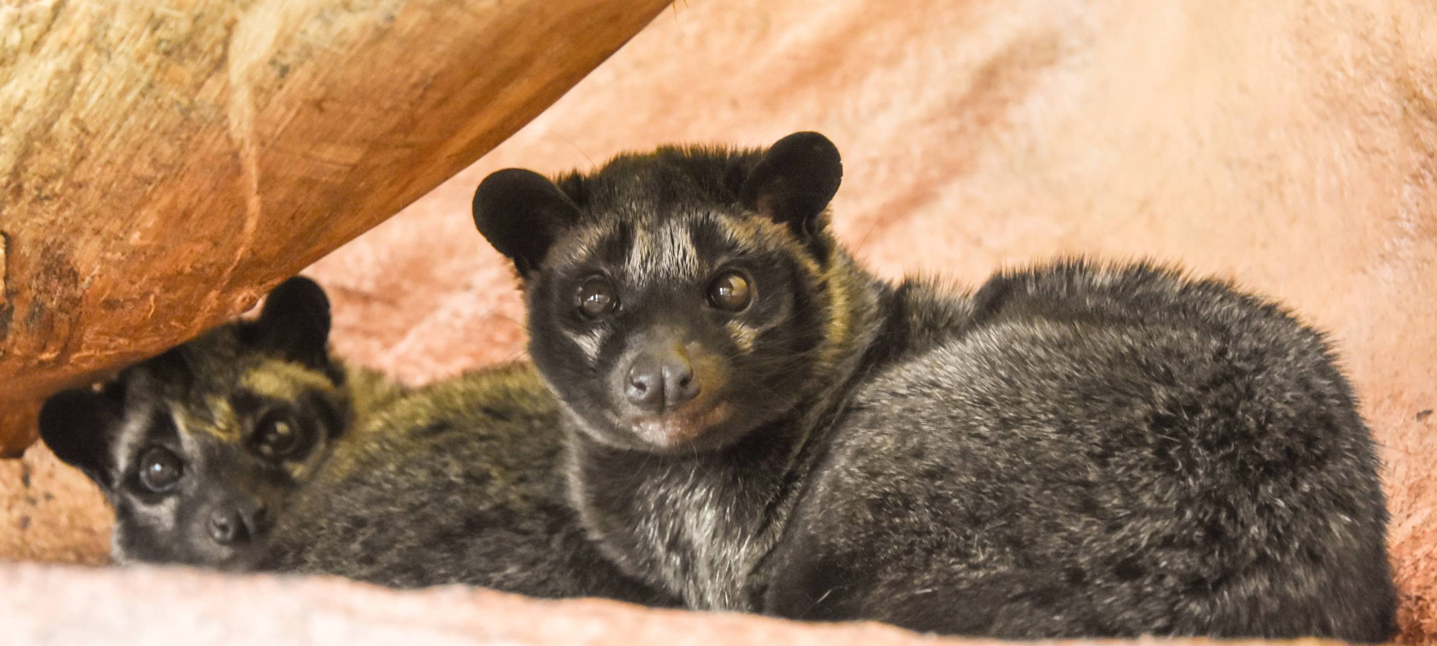 Tier der Woche: Philippinen-Musang aus dem Dortmunder Zoo