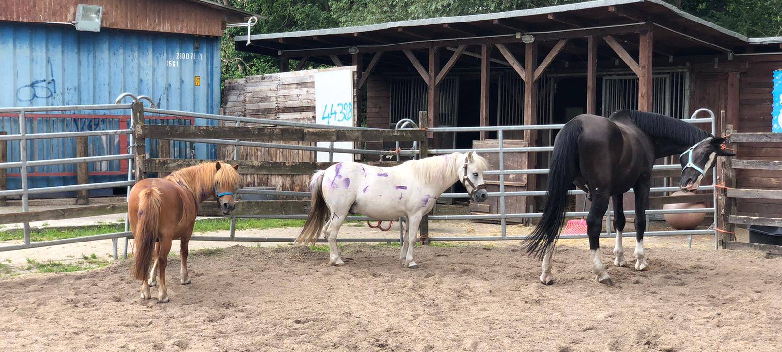 Besprühte Tiere: PETA setzt Belohnung aus