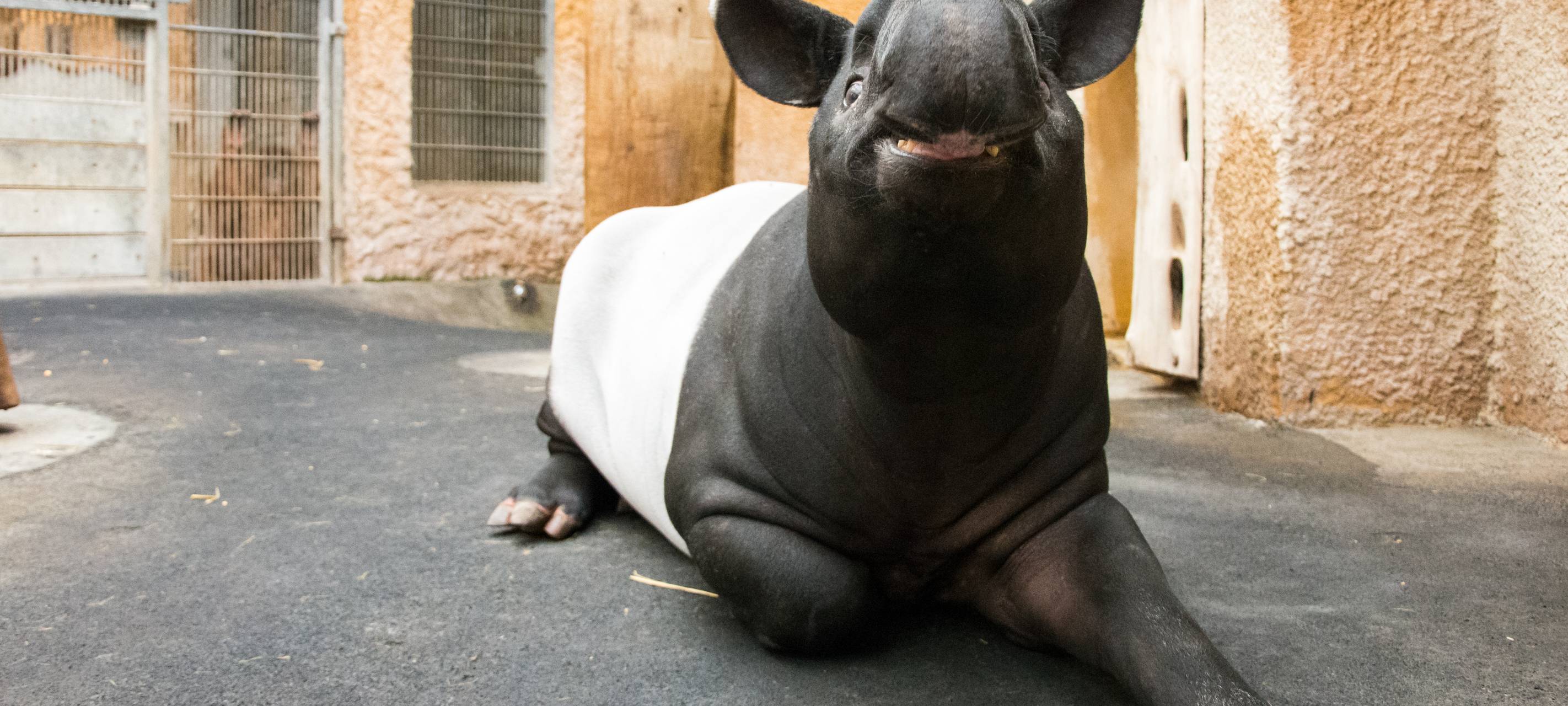 Tier der Woche: Schabracken-Tapire Solo und Jinak