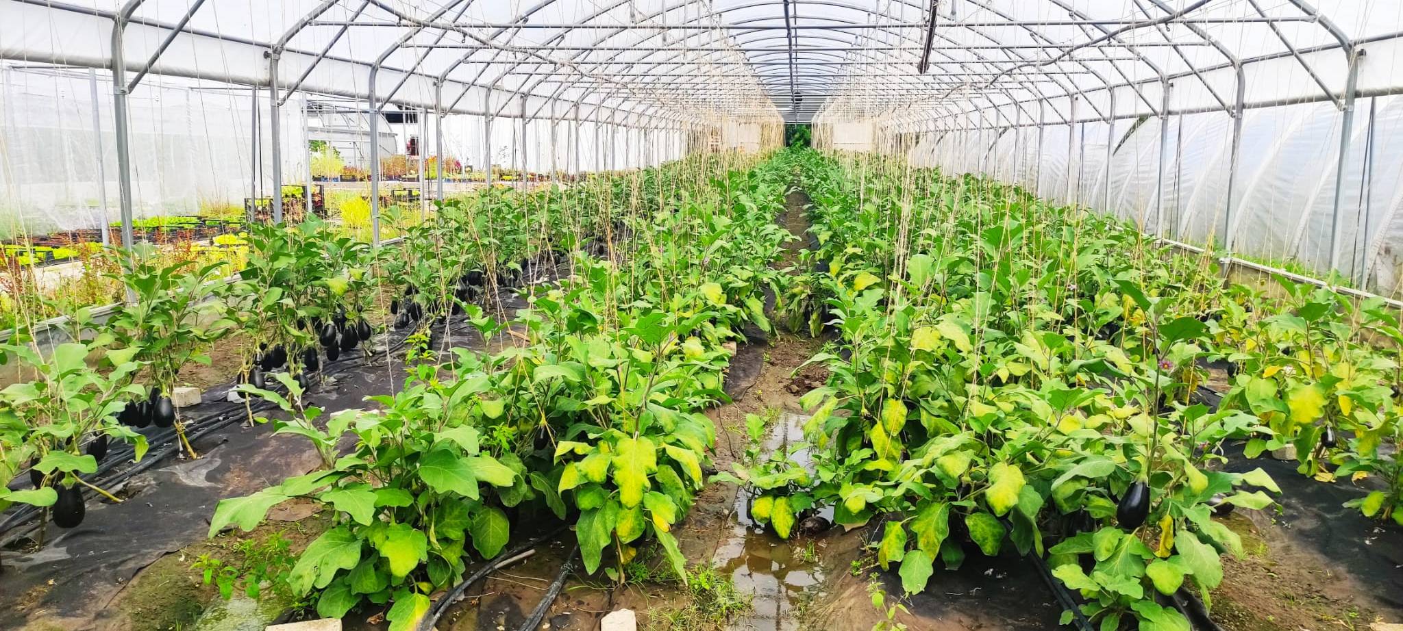 Marktschwärmer in Dortmund