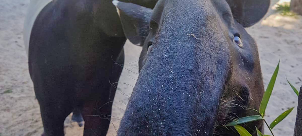 Tier der Woche: Schabracken-Tapire Solo und Jinak