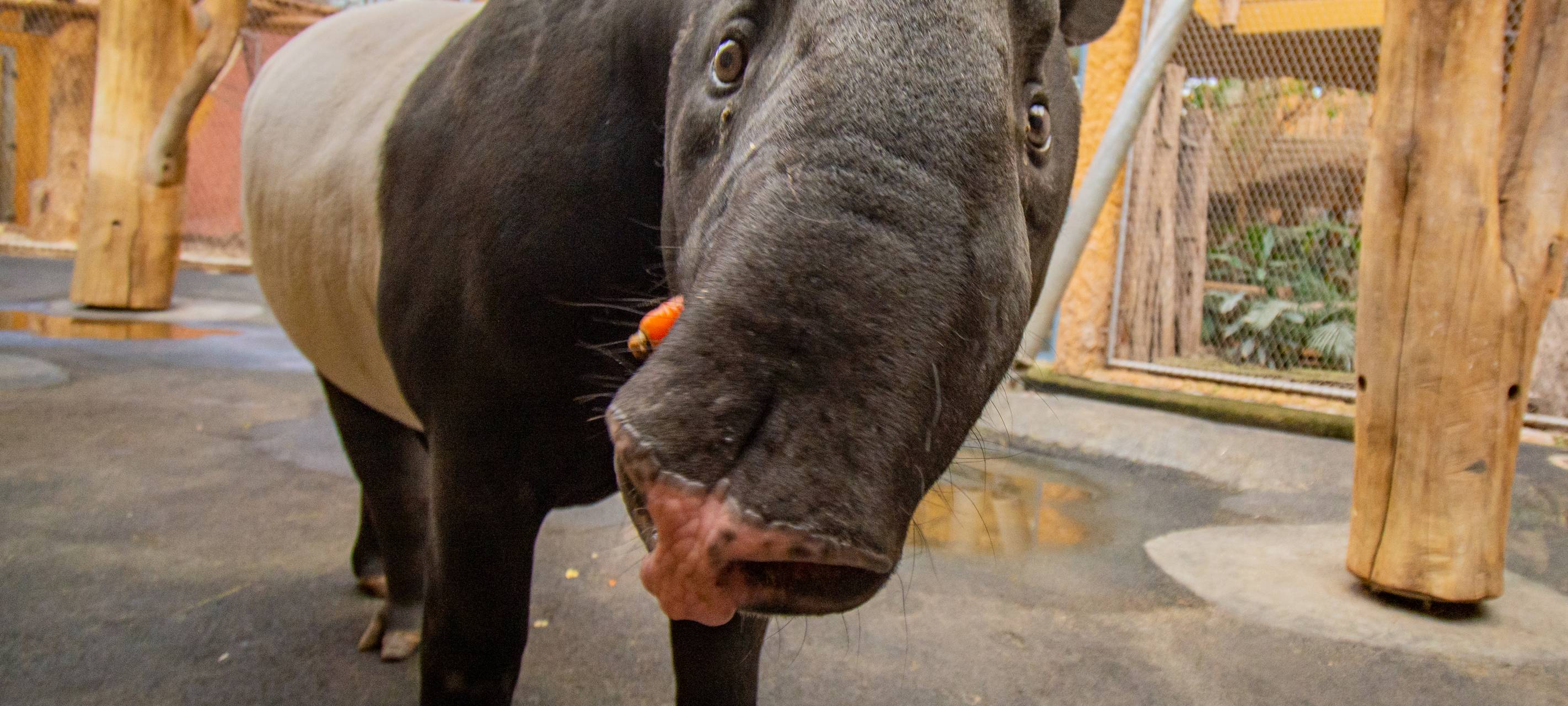 Tier der Woche: Schabracken-Tapire Solo und Jinak