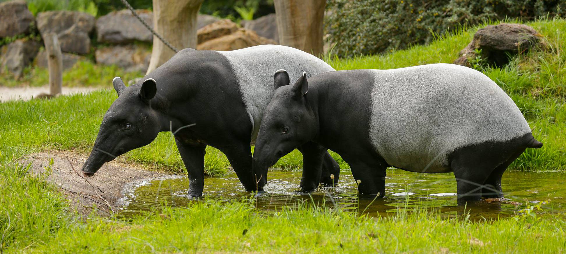 Tier der Woche: Schabracken-Tapire Solo und Jinak