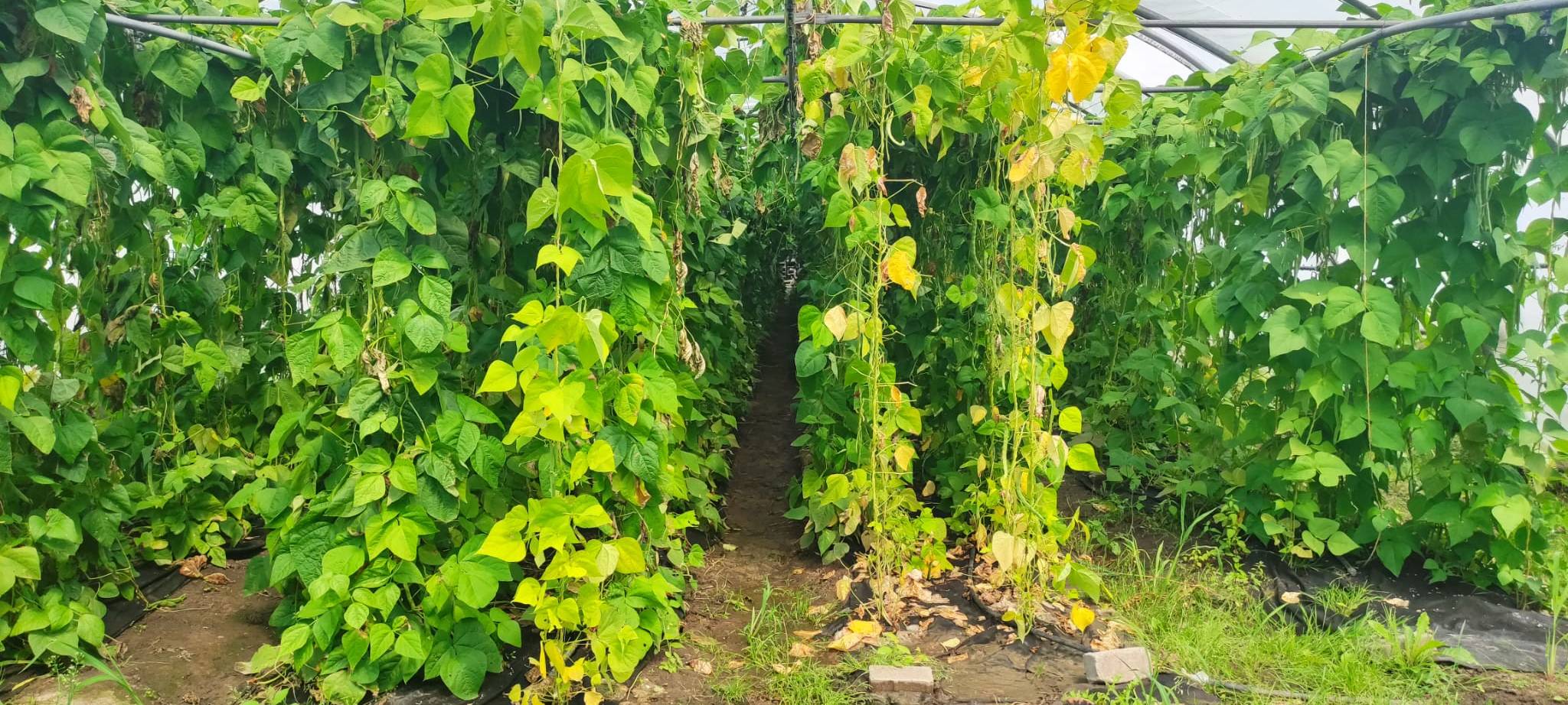 Marktschwärmer in Dortmund