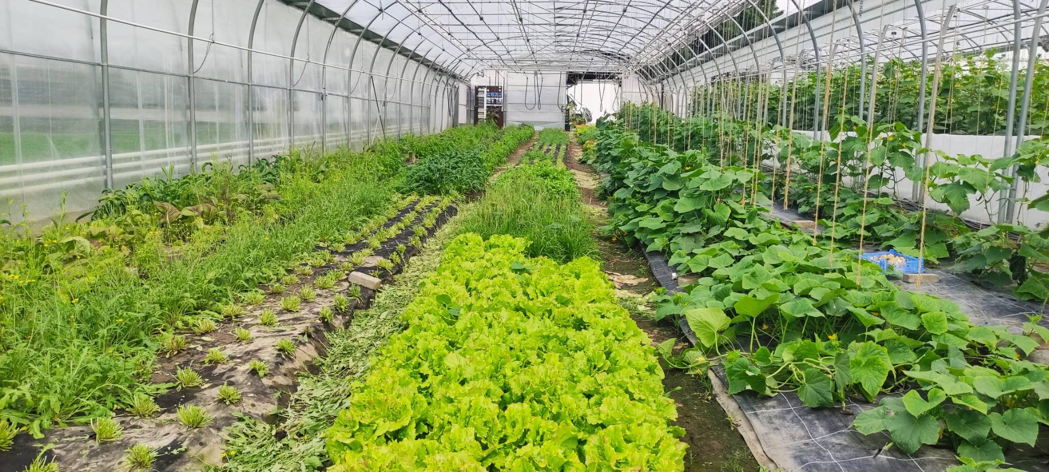 Marktschwärmer in Dortmund