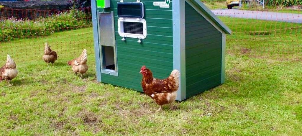 "Agathe kommt": Hühner mieten in Dortmund