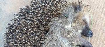 Dortmund: Jugendlicher erschlägt Igel