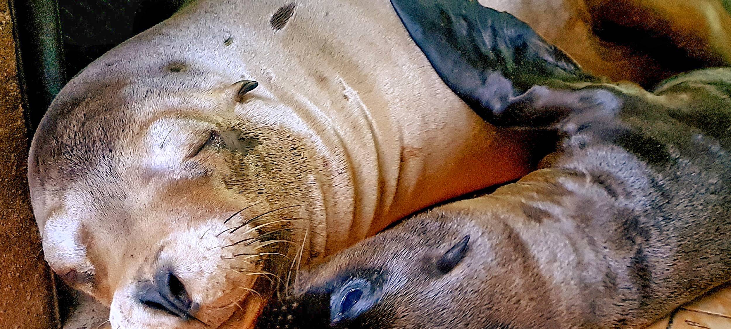 Zoo Dortmund: Robbenbaby Luna ist tot