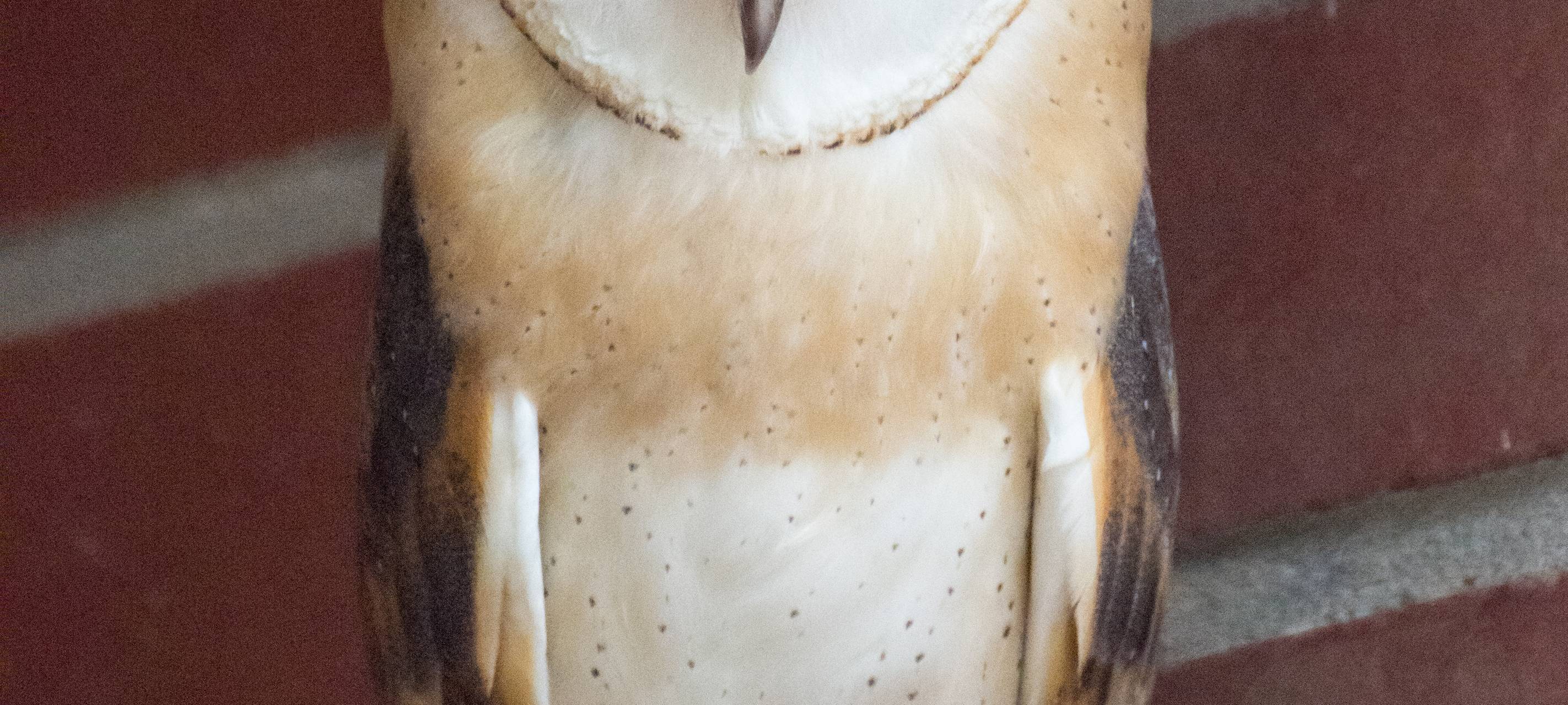 Tier der Woche: Schleiereule aus dem Dortmunder Zoo