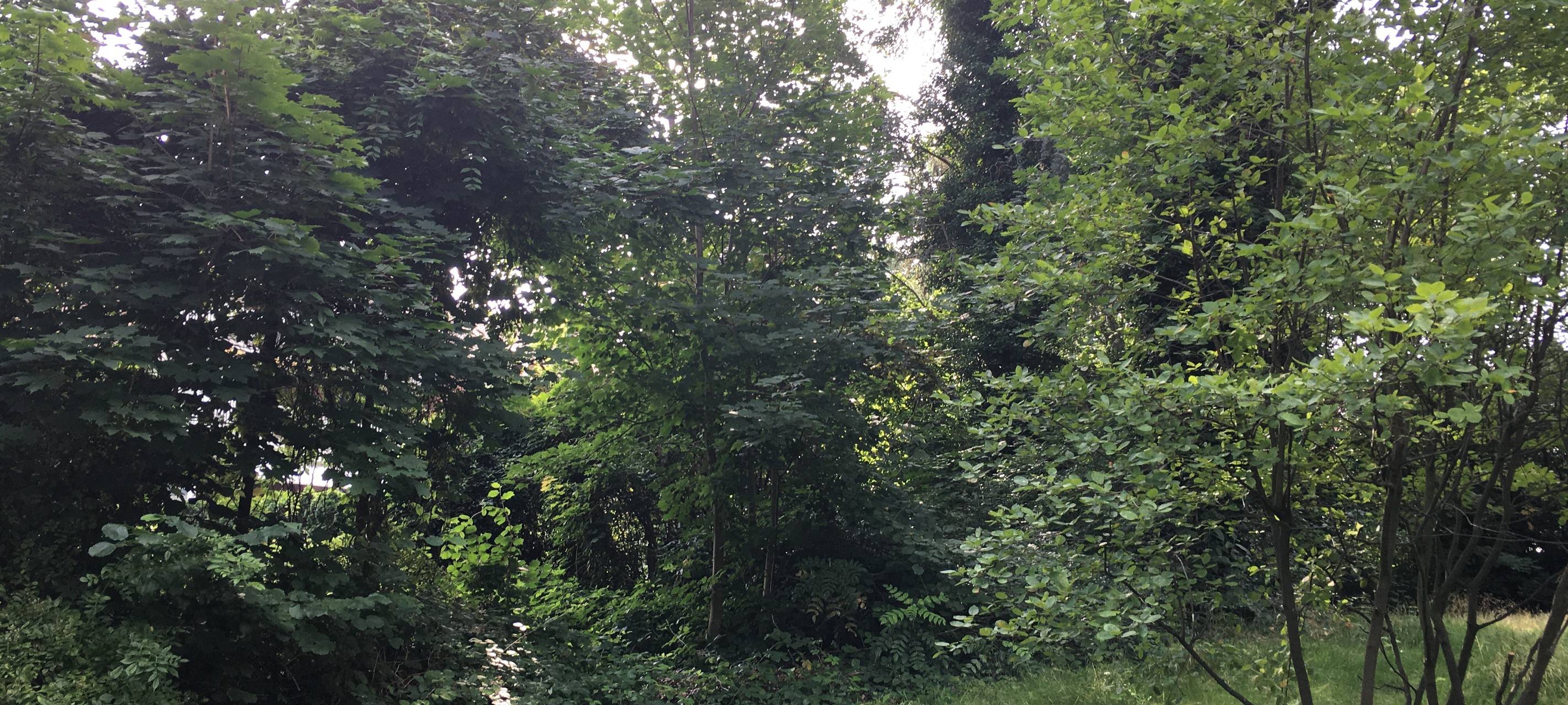 Dortmund: Bäume abholzen für mehr Wohnraum?