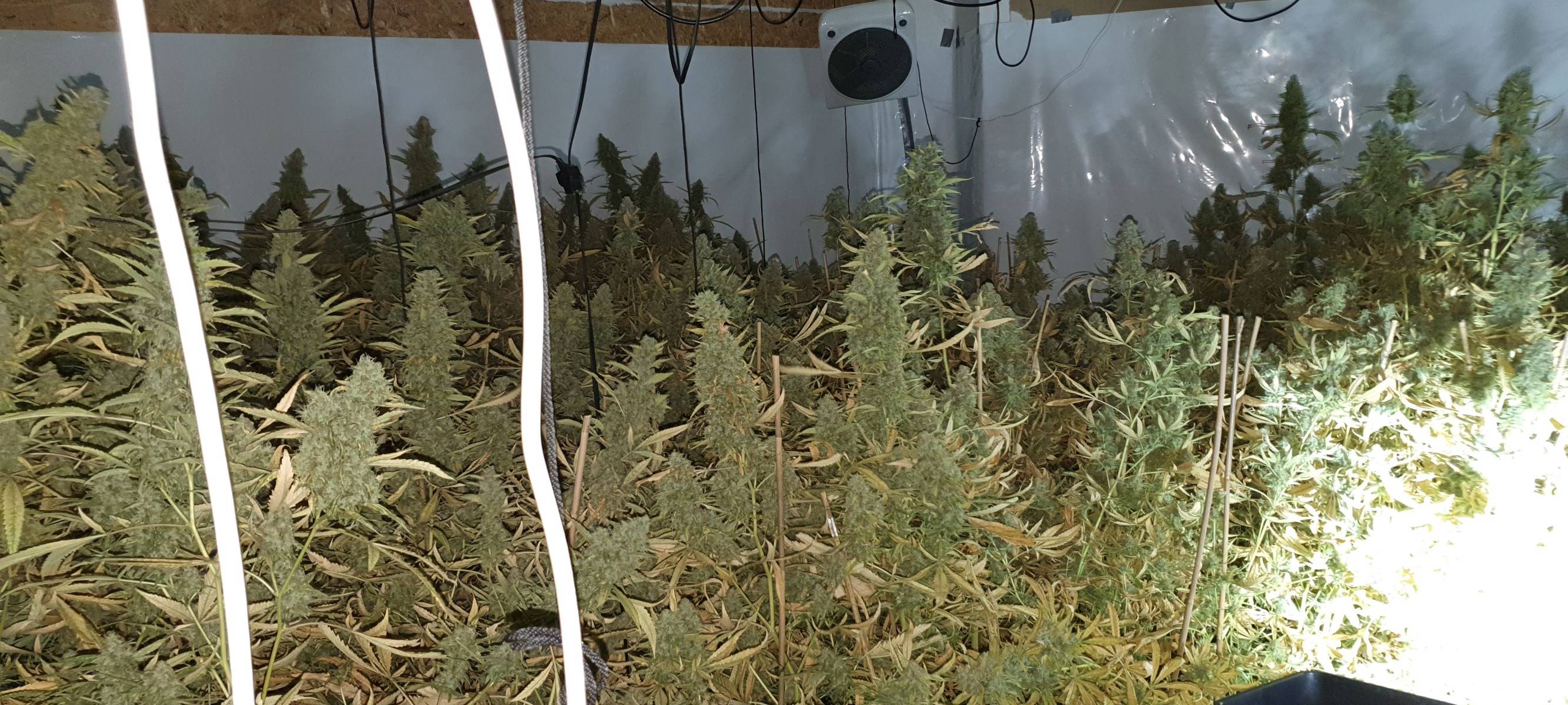 Dortmund: Polizei entdeckt Cannabis-Plantage