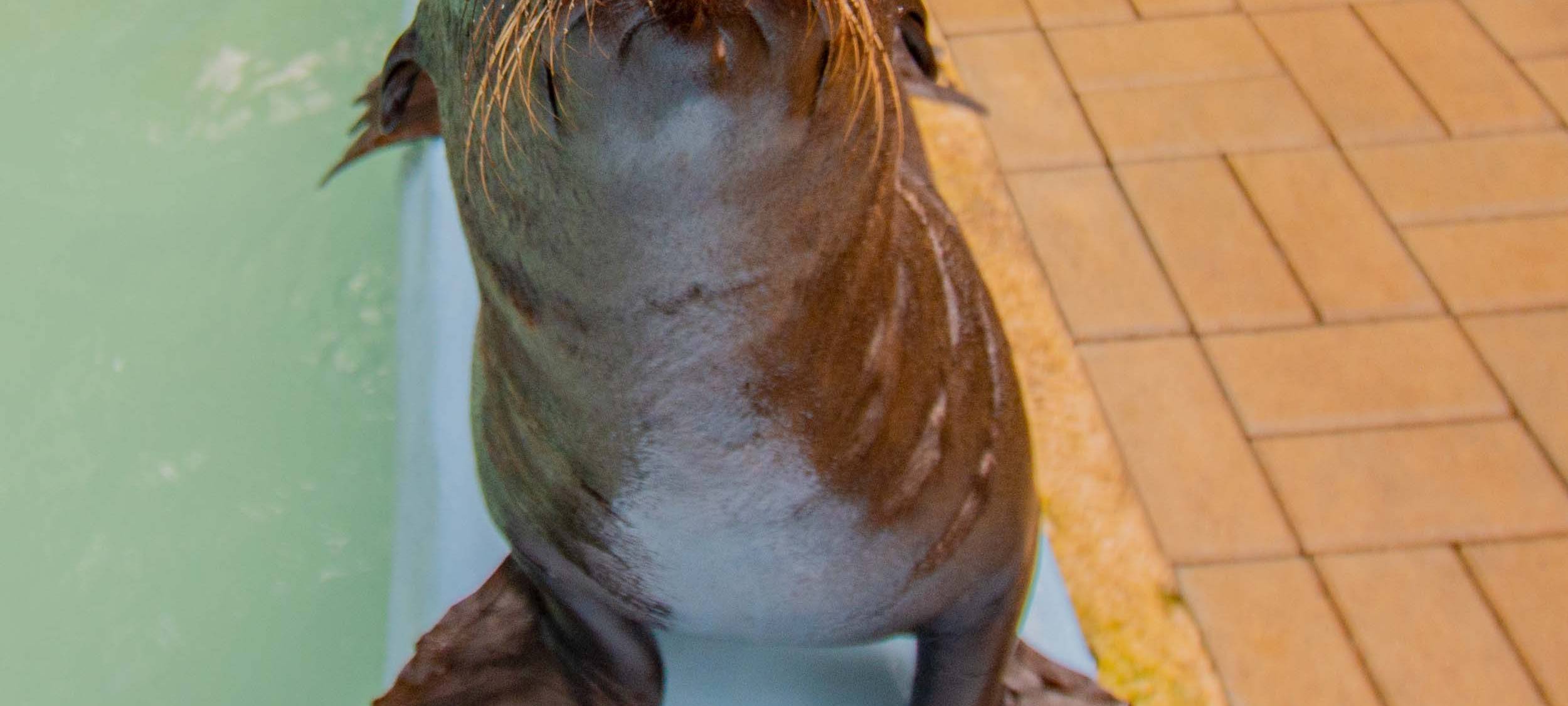 Aggressiver Keim für Robben-Tod verantwortlich