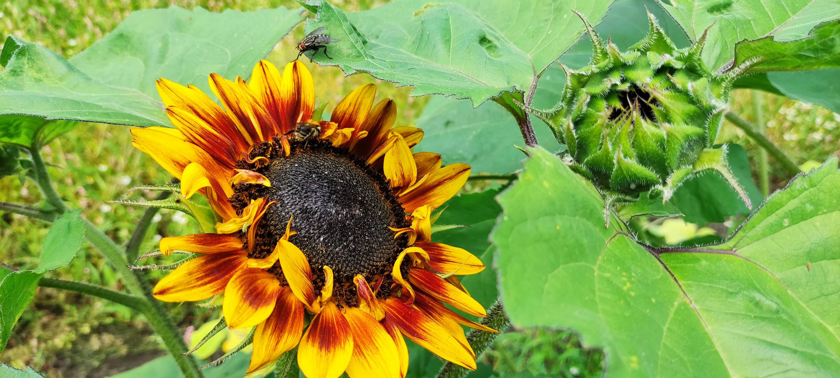 Marktschwärmer und Werkhof-Gärtnerei besucht