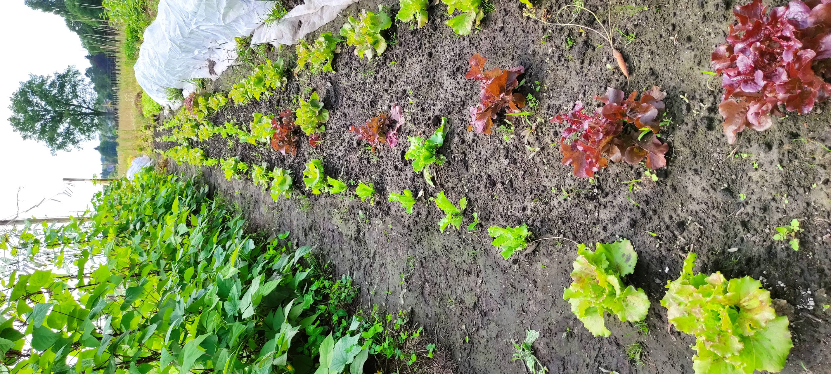 Marktschwärmer und Werkhof-Gärtnerei besucht