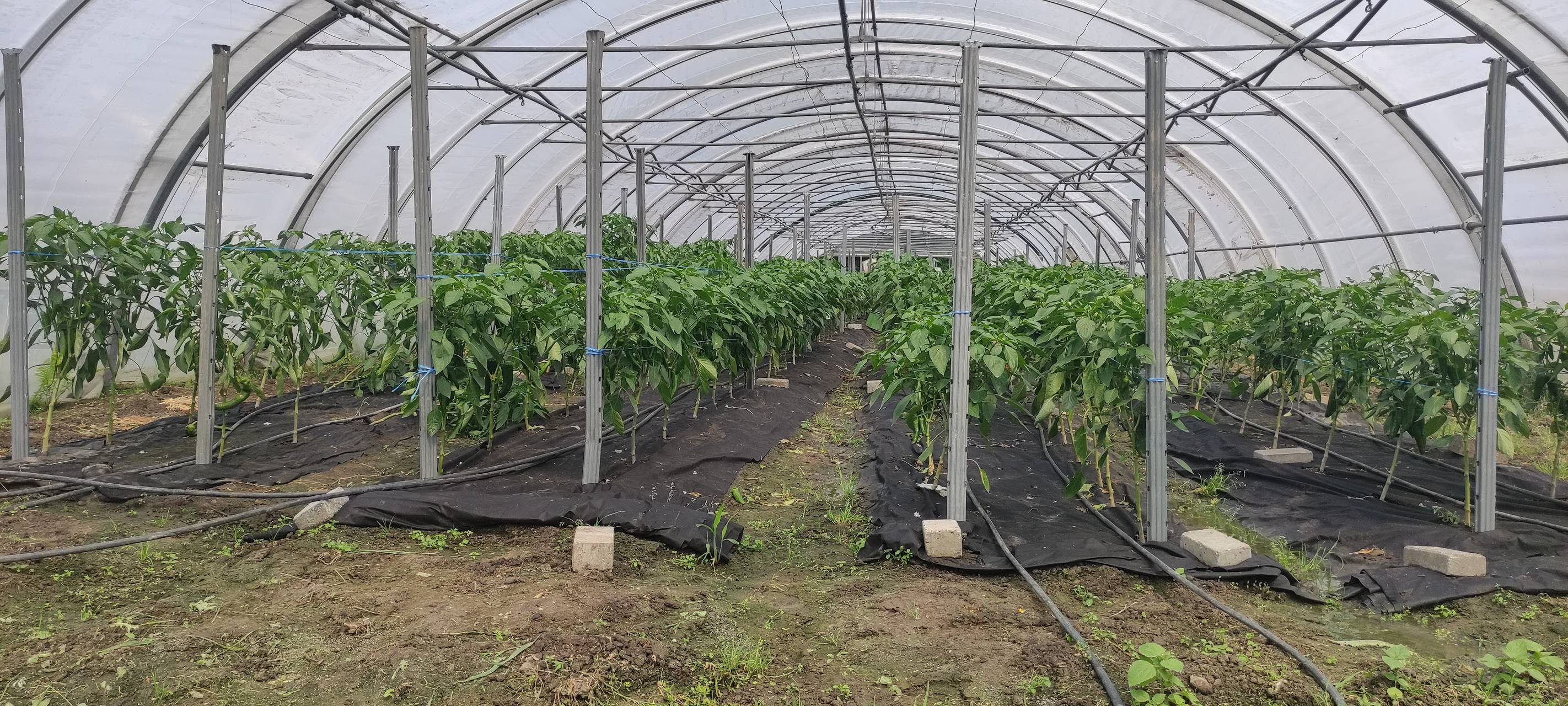 Marktschwärmer und Werkhof-Gärtnerei besucht