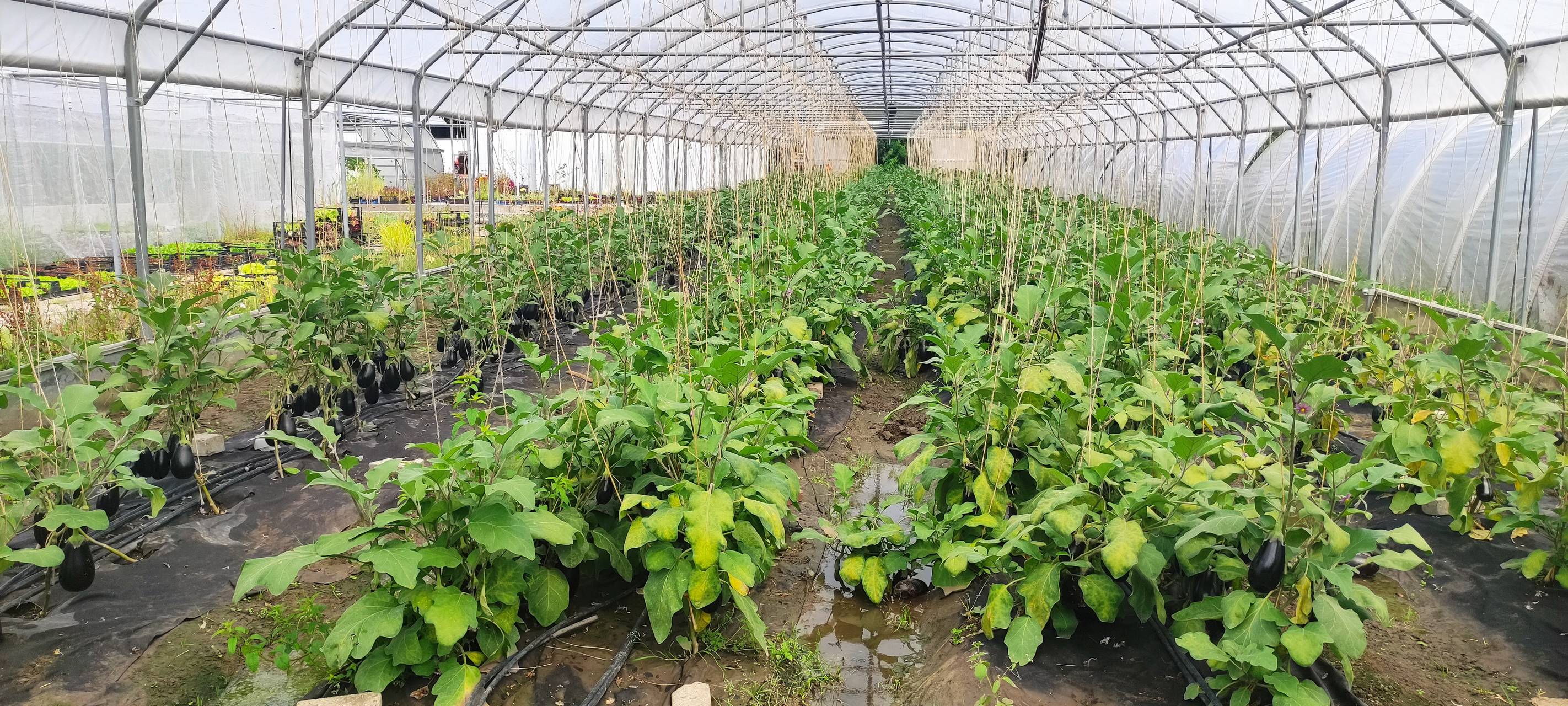 Marktschwärmer und Werkhof-Gärtnerei besucht