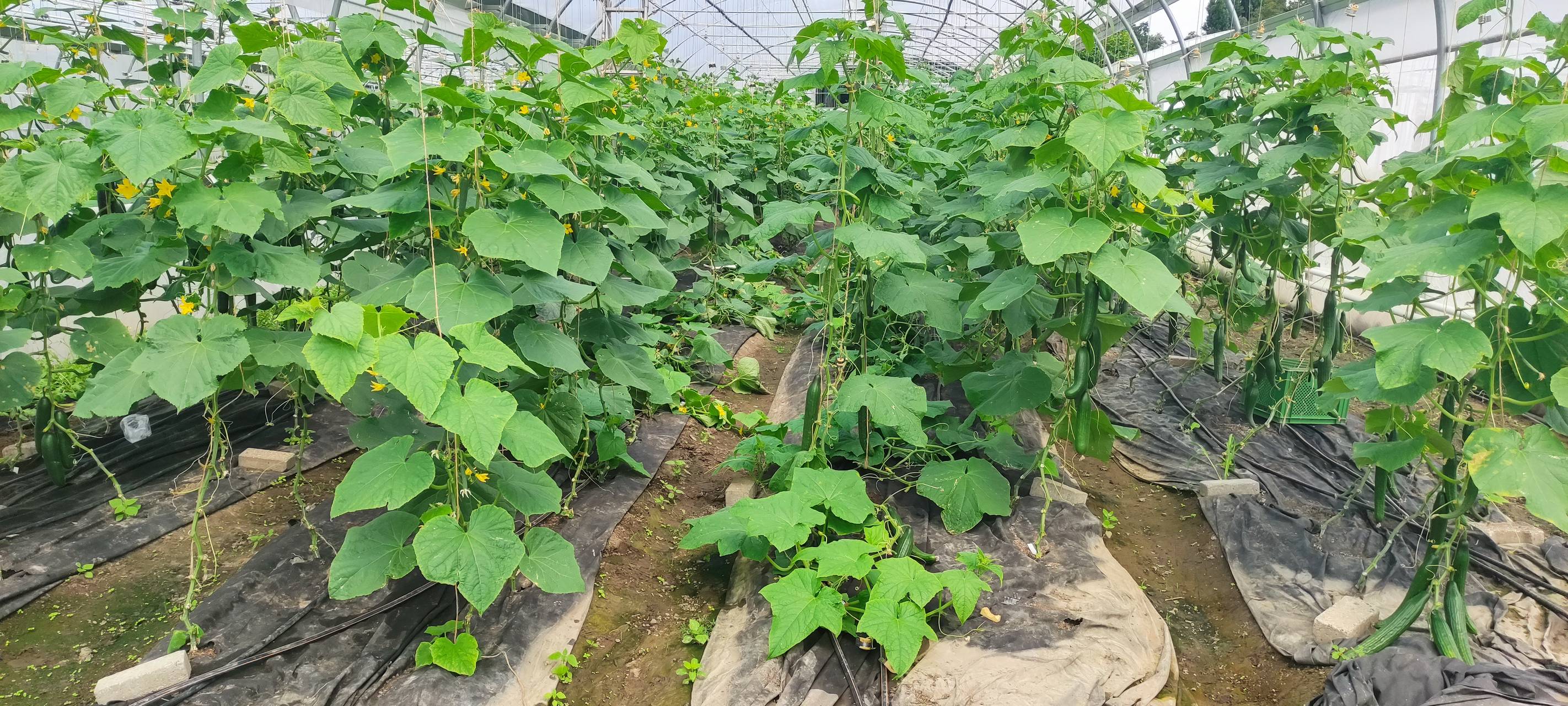 Marktschwärmer und Werkhof-Gärtnerei besucht