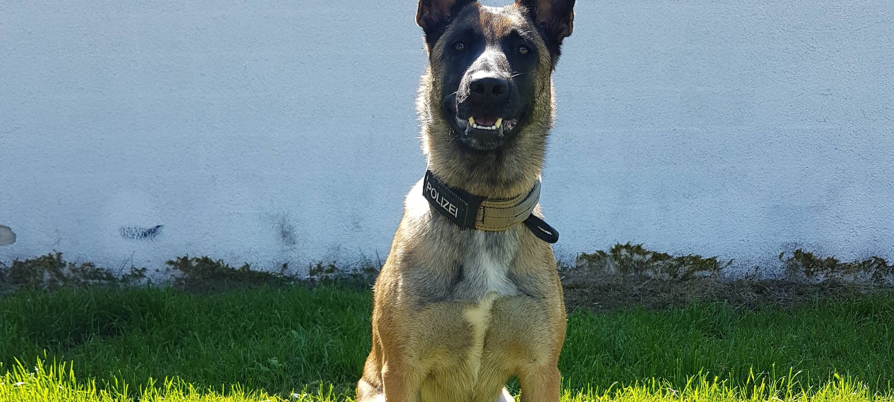 Polizeihündin stoppt Einbrecherin