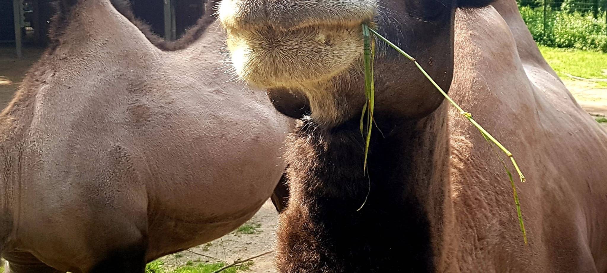 Tier der Woche: Trampeltier Casper aus dem Dortmunder Zoo