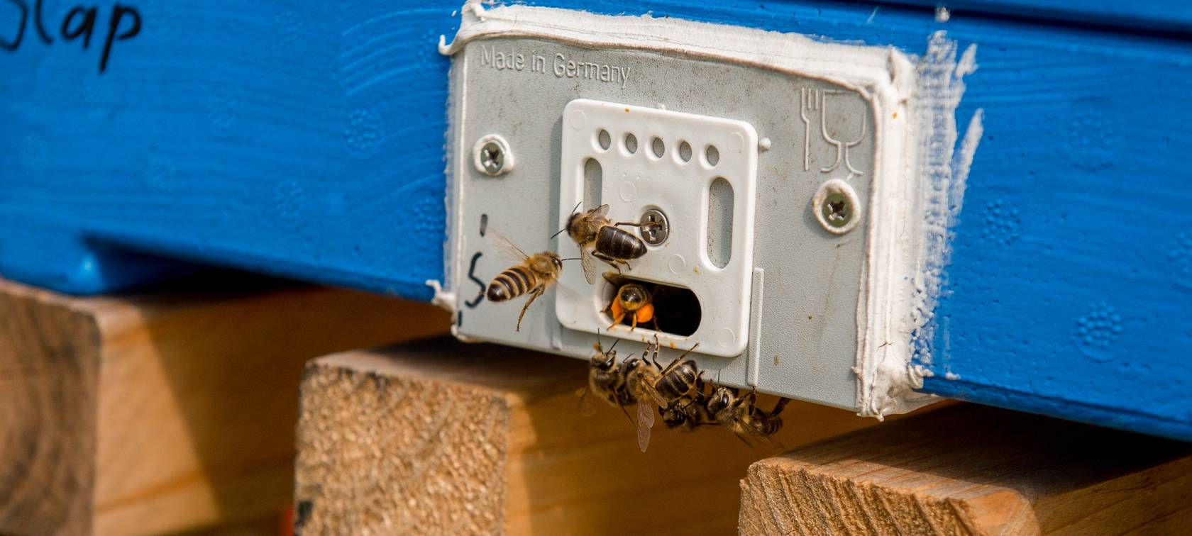 Dortmund: Grünflächen an Rückhaltebecken sollen für Imkerei genutzt werden