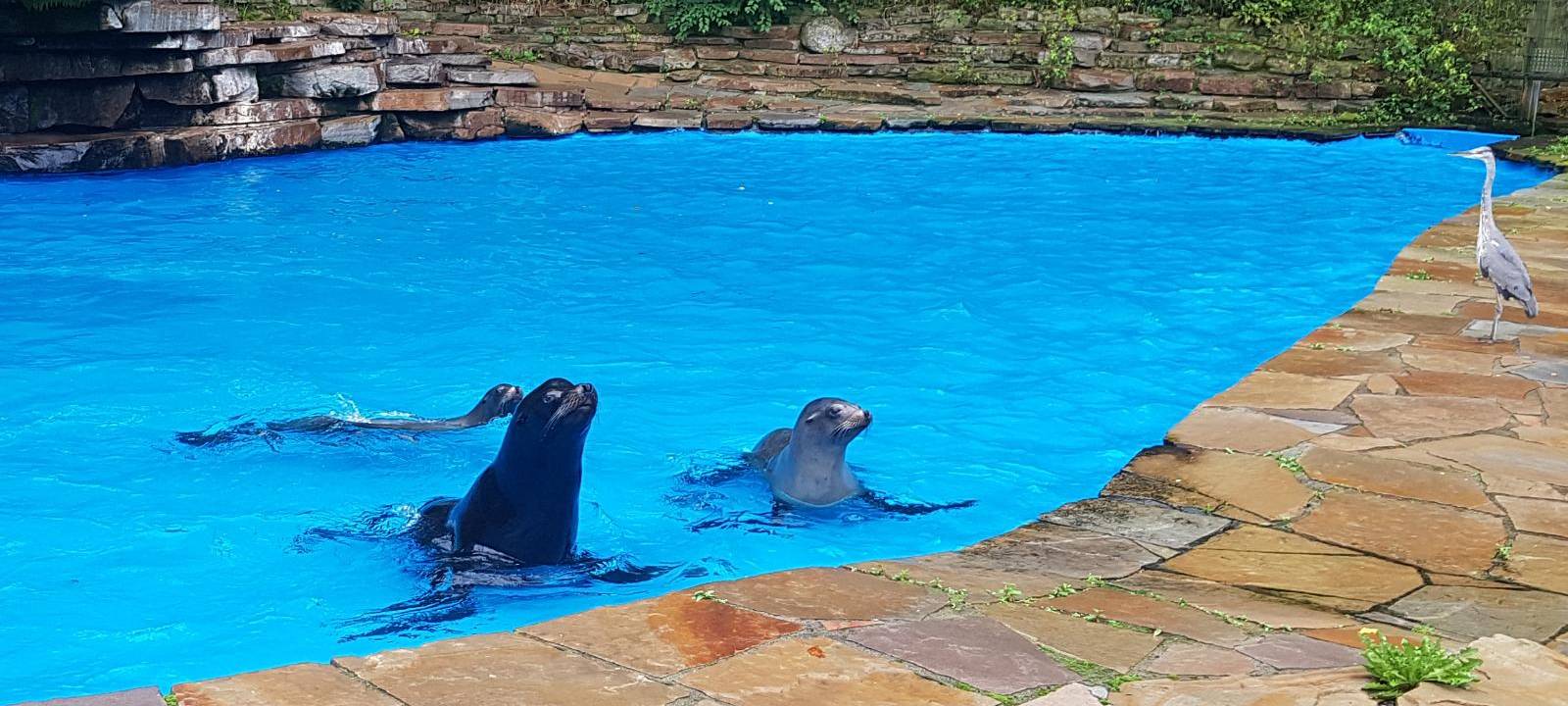 Spatenstich für neue Robbenanlage im Dortmunder Zoo