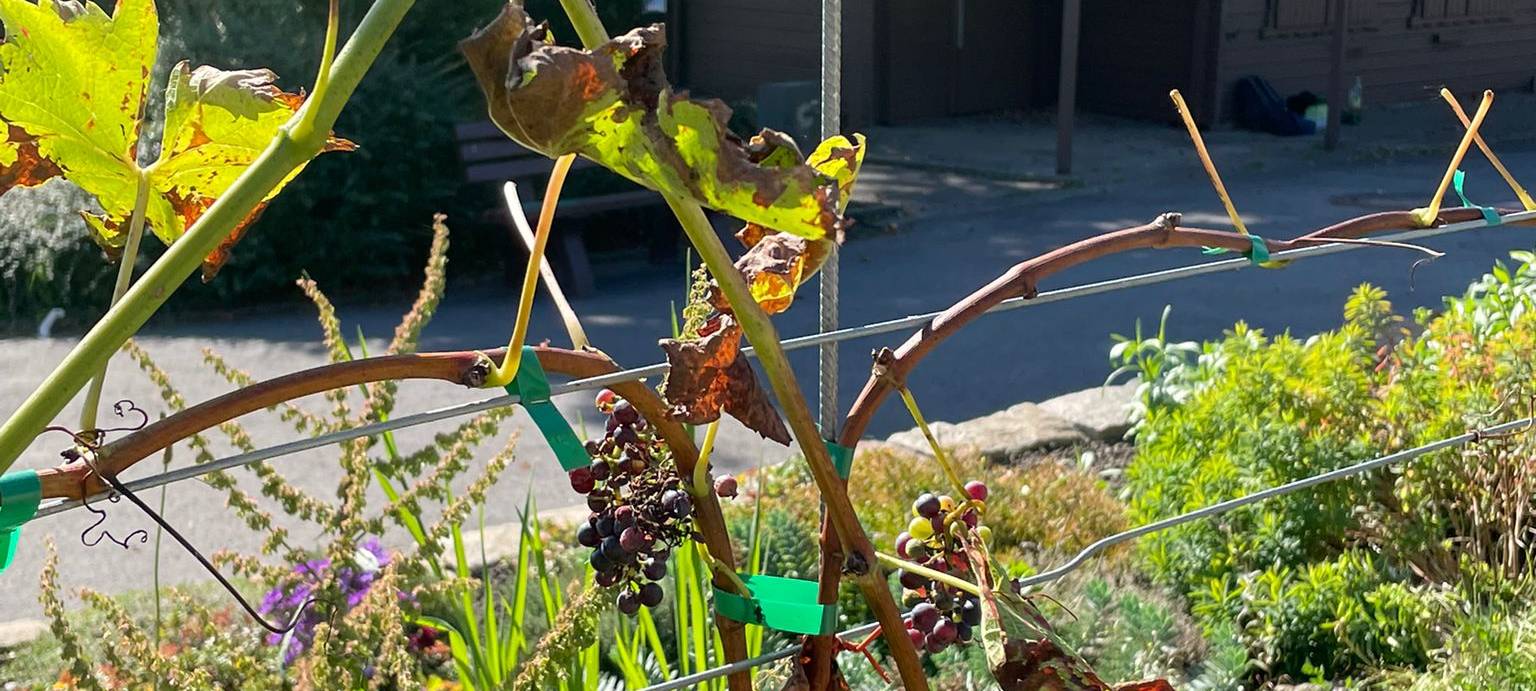 Dortmund: Urnen unter Weinreben