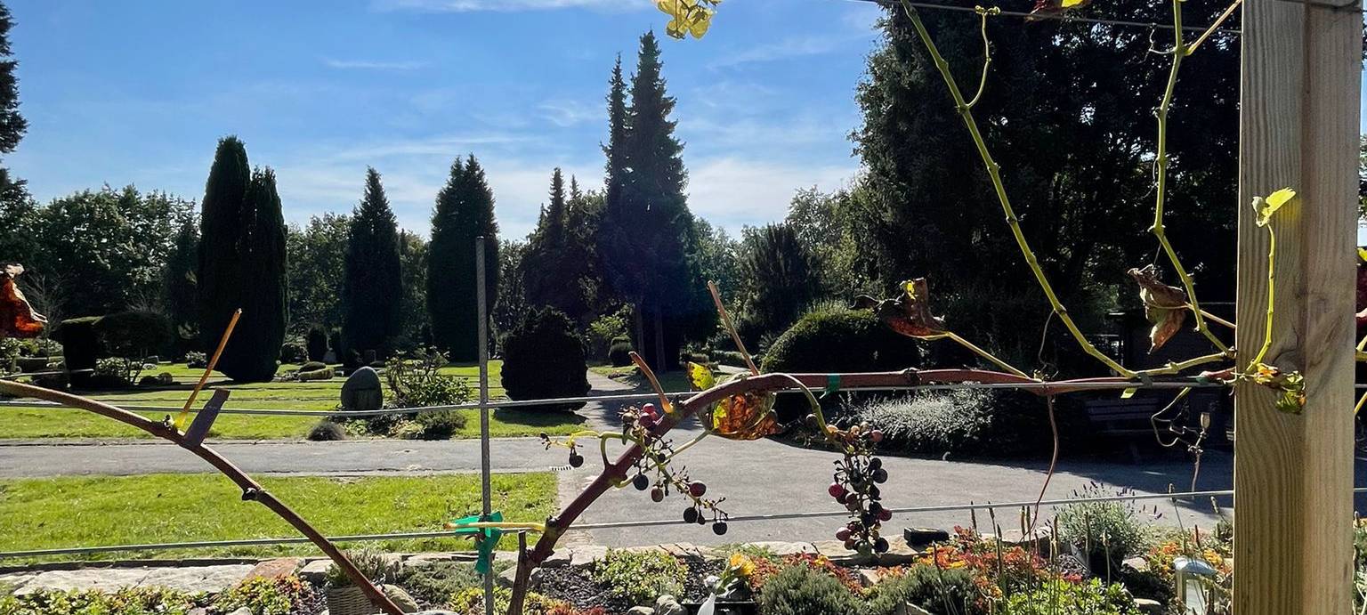 Dortmund: Urnen unter Weinreben