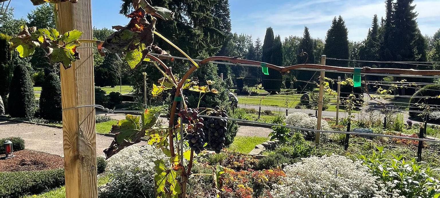 Dortmund: Urnen unter Weinreben