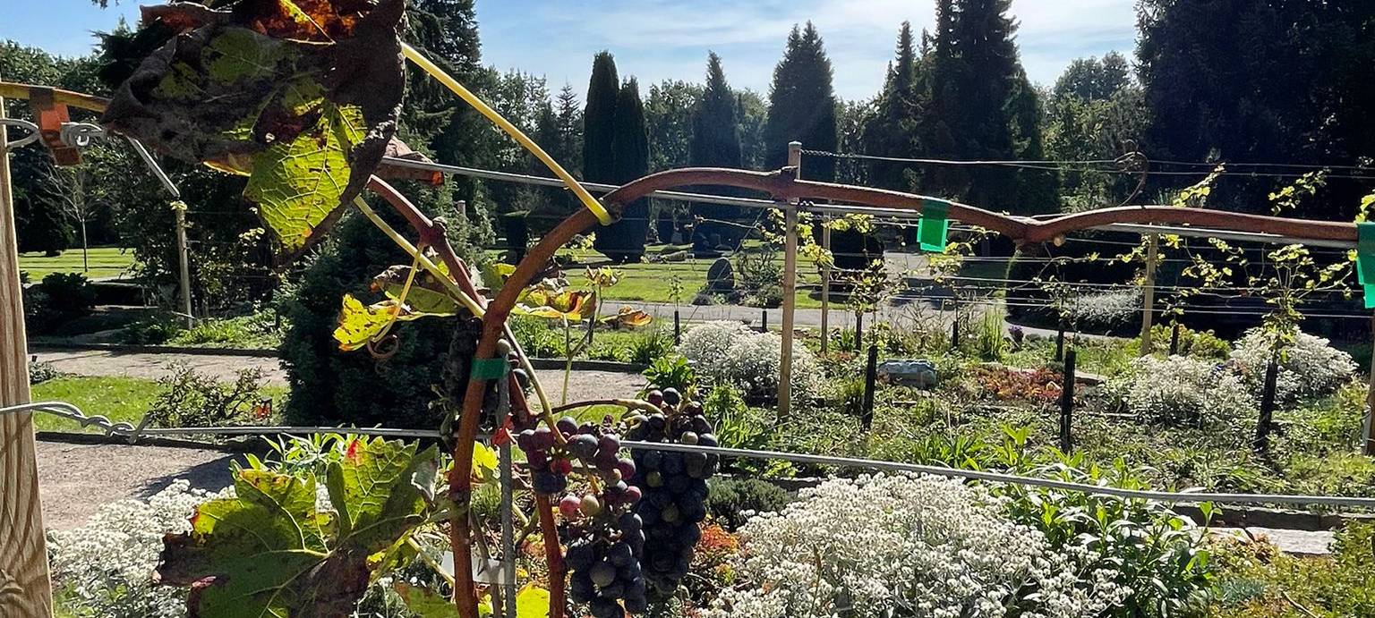 Dortmund: Urnen unter Weinreben