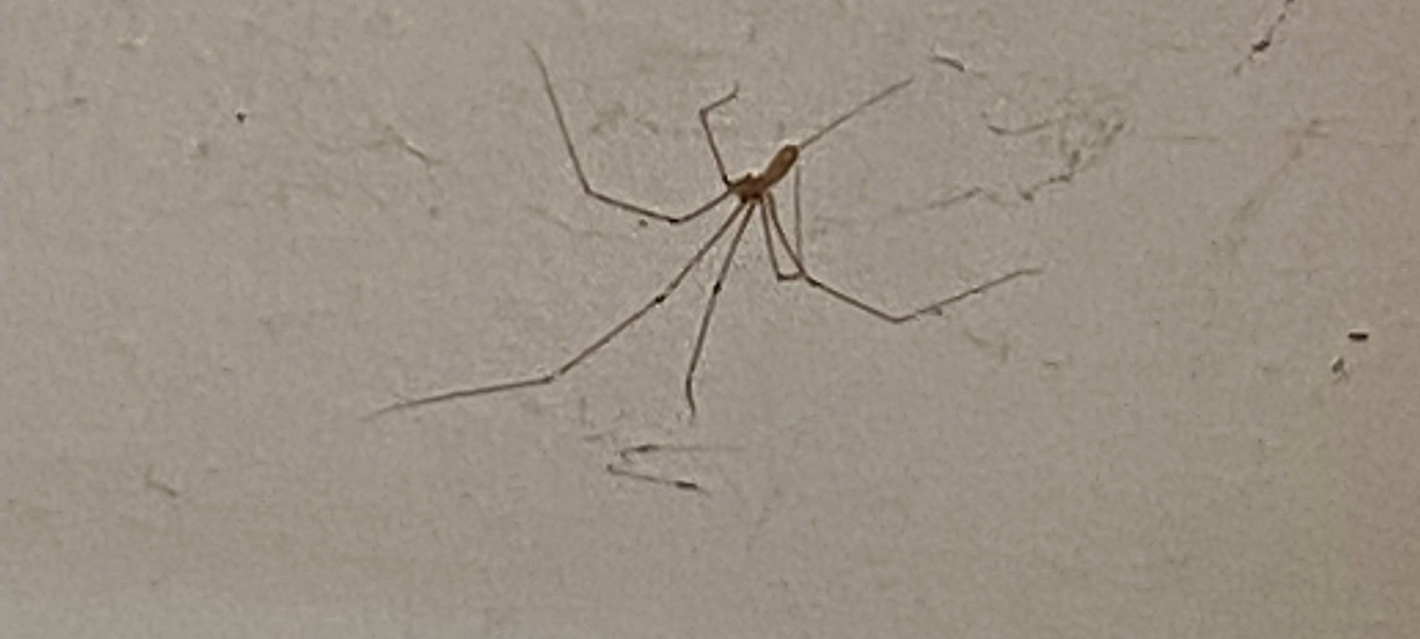 Herbstzeit, Spinnenzeit