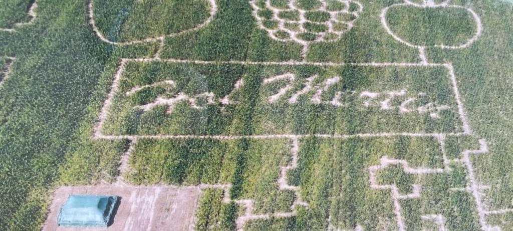 Ausflug ins Maislabyrinth auf Hof Mertin