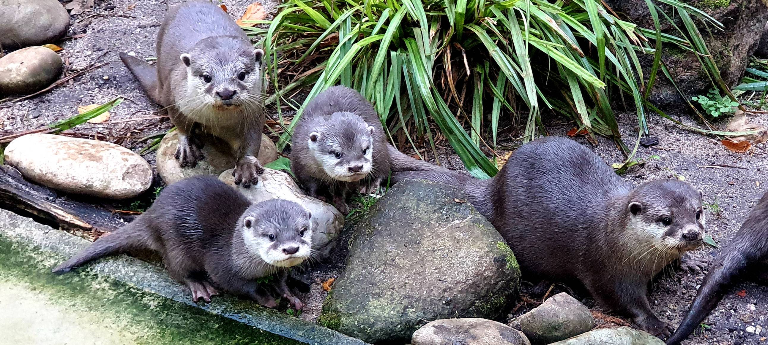 Zwergotter-Drillinge aus dem Dortmunder Zoo haben einen Namen