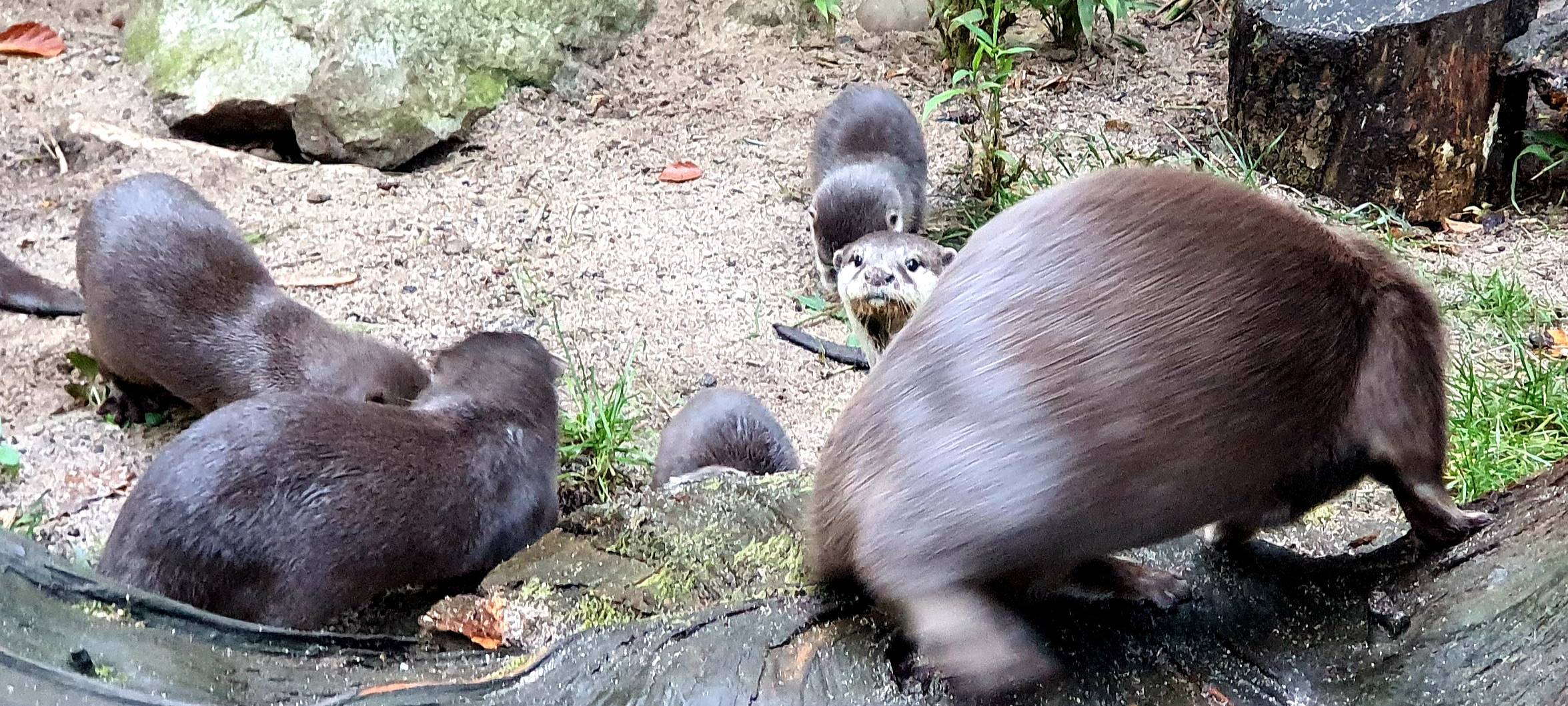 Zwergotter-Drillinge aus dem Dortmunder Zoo haben einen Namen