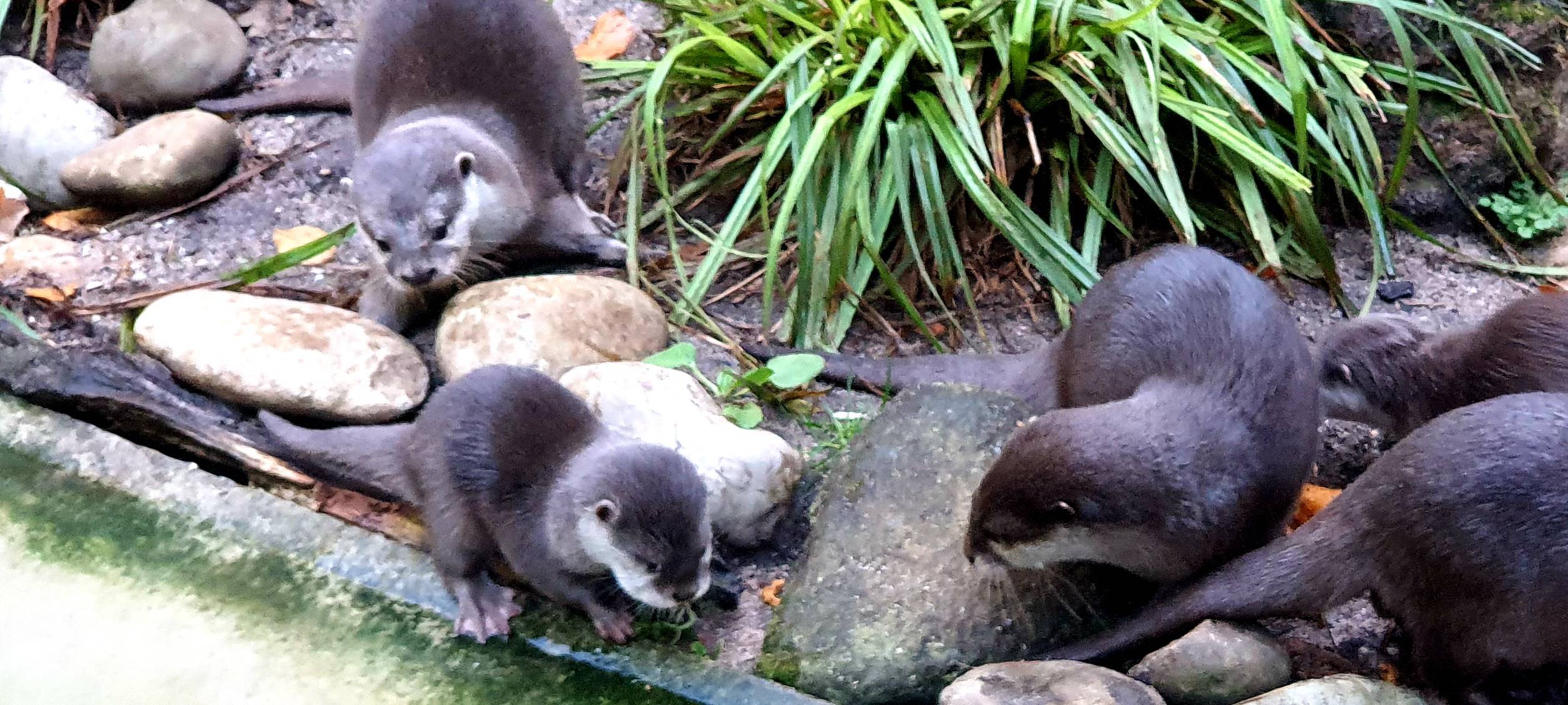 Zwergotter-Drillinge aus dem Dortmunder Zoo haben einen Namen