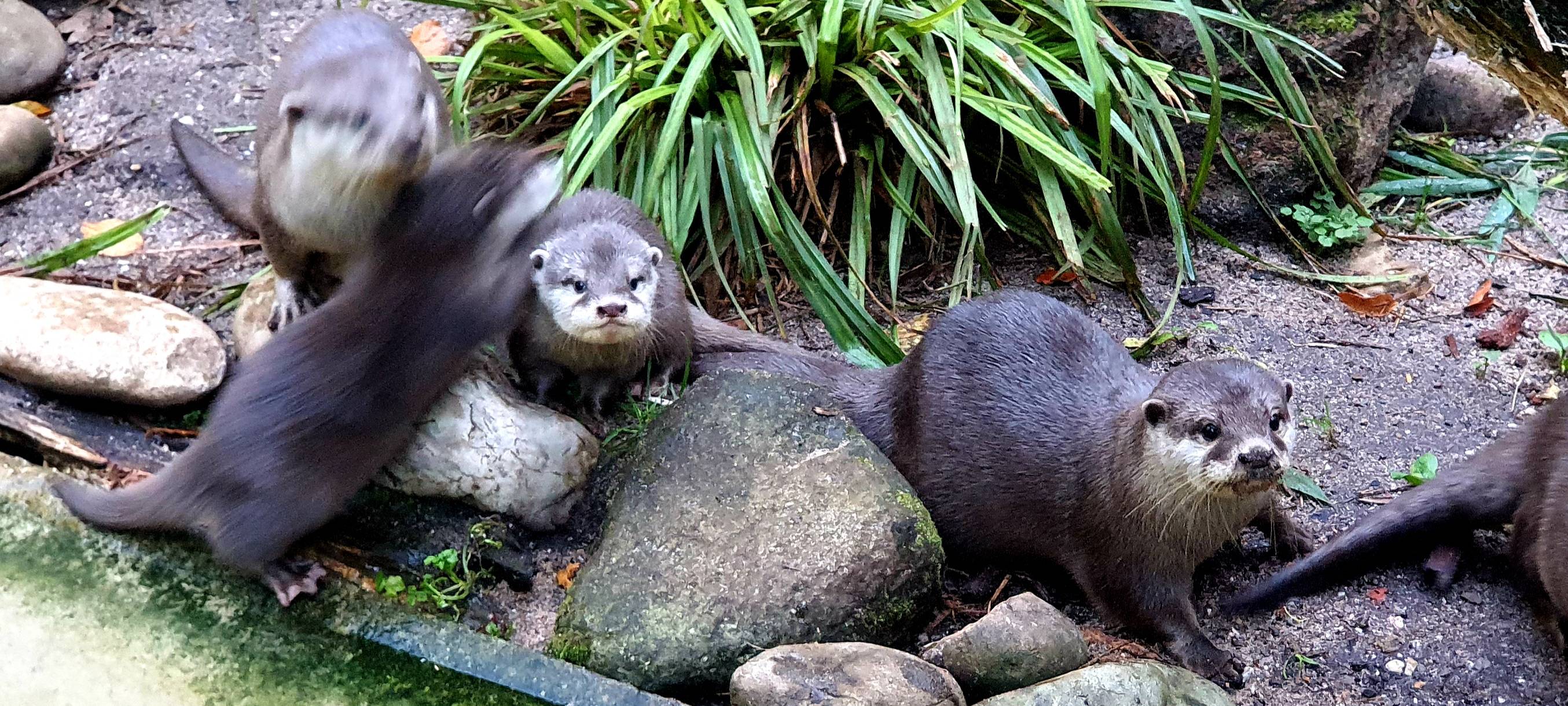 Zwergotter-Drillinge aus dem Dortmunder Zoo haben einen Namen