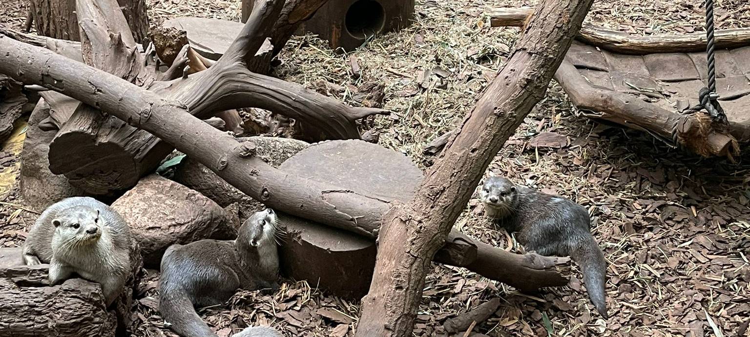Zwergotter-Drillinge aus dem Dortmunder Zoo haben einen Namen